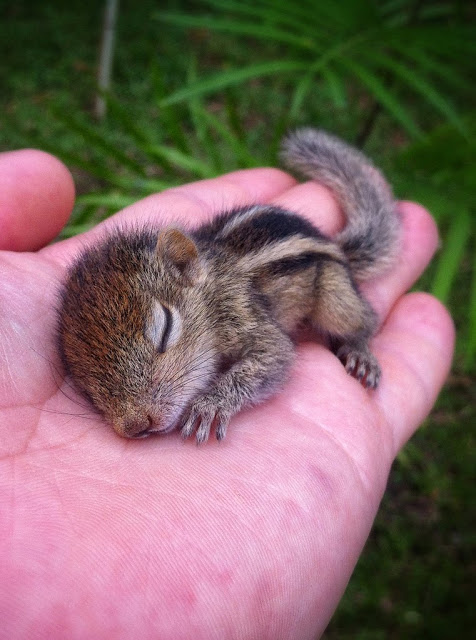 man rescues baby squirrel