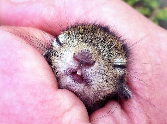 man rescues baby squirrel