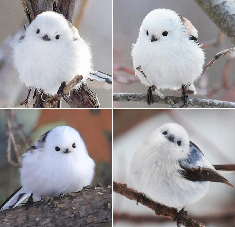 Korean crow-tit cutest bird ever.