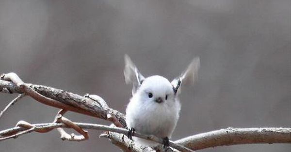 Korean crow-tit cutest bird ever