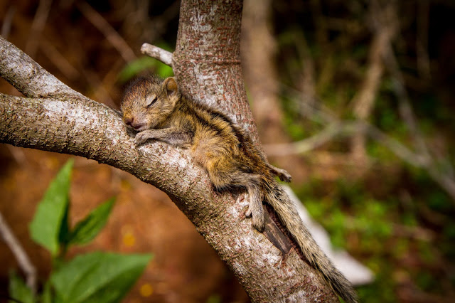 man rescues baby squirrel