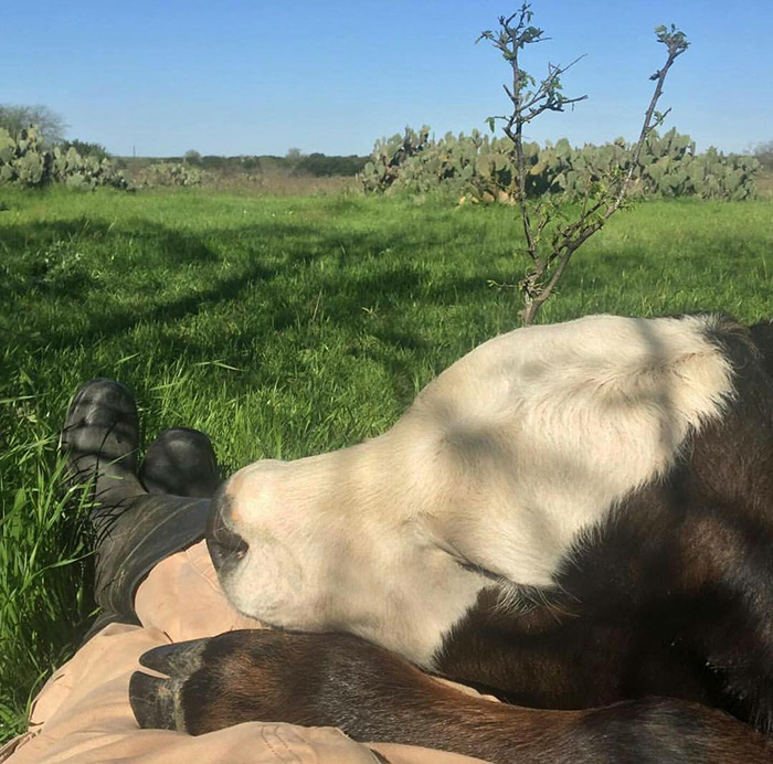 cow napping on person