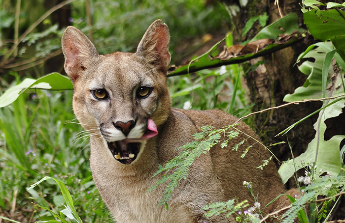 cougar plants