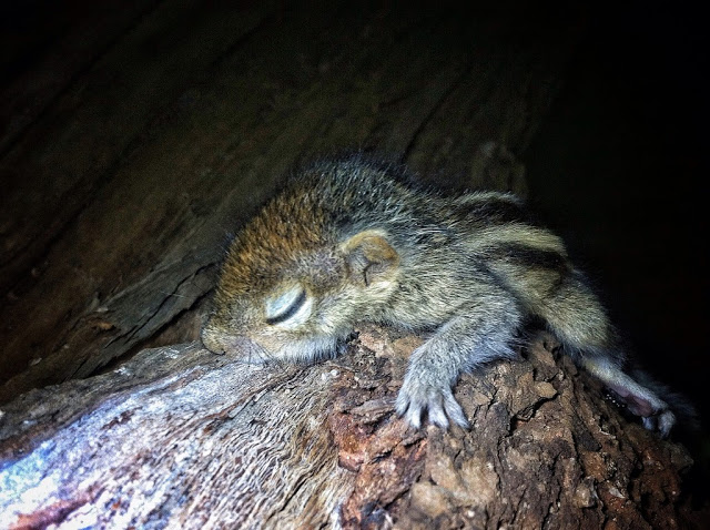 man rescues baby squirrel