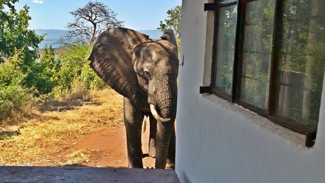 injured elephant seeks help from safari lodge