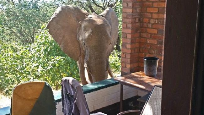 injured elephant seeks help from safari lodge