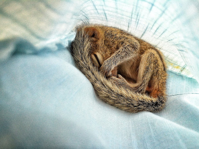 man rescues baby squirrel