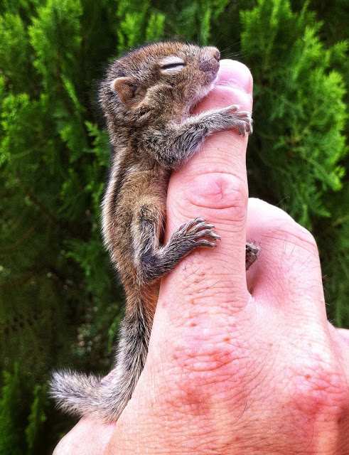 man rescues baby squirrel