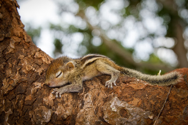 man rescues baby squirrel