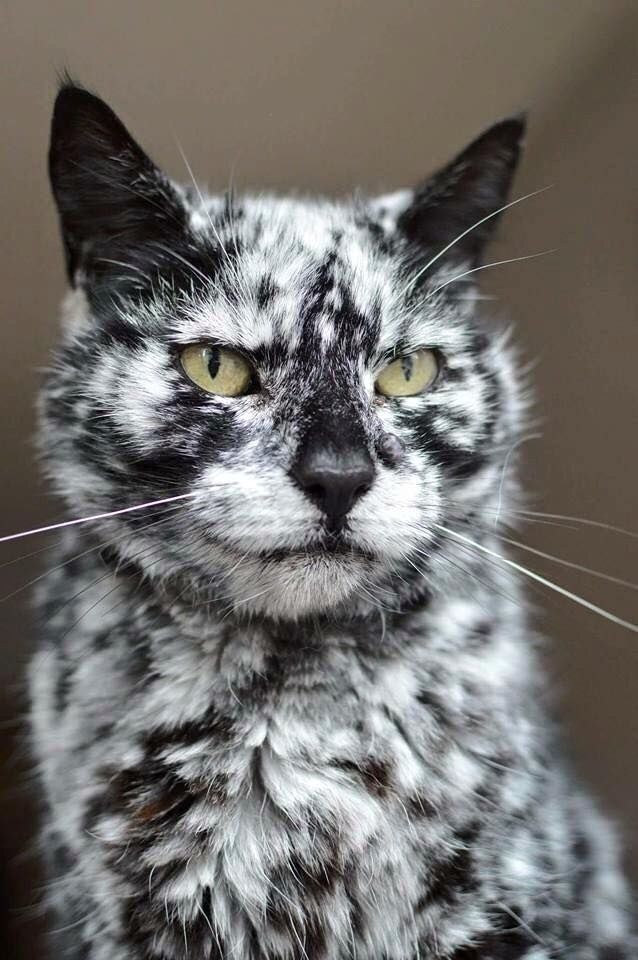 Scrappy cat spotted vitiligo