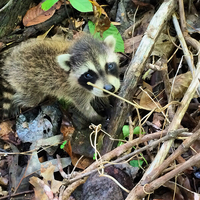 baby raccoon in the woods