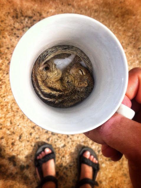 man rescues baby squirrel