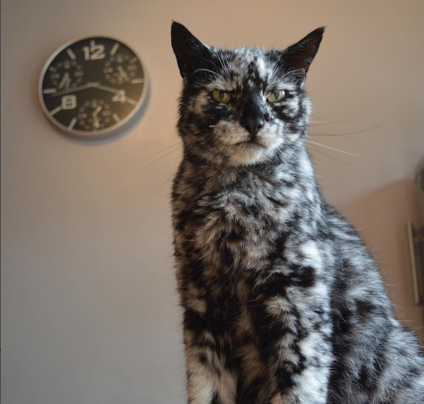 Scrappy cat spotted vitiligo