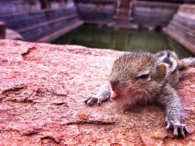 man rescues baby squirrel