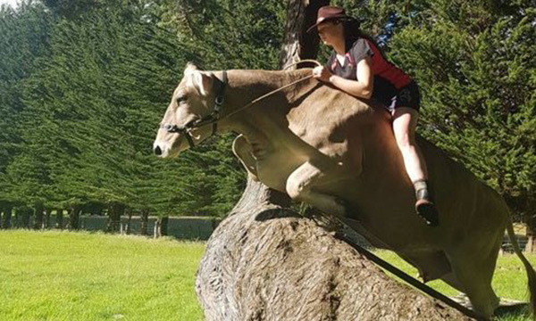 girl trains cow to ride like horse