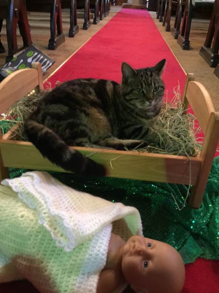 cat evicts baby jesus from manger