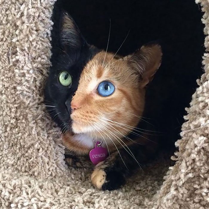 venus chimera cat
