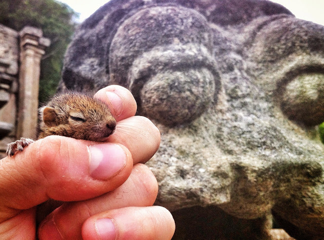 man rescues baby squirrel