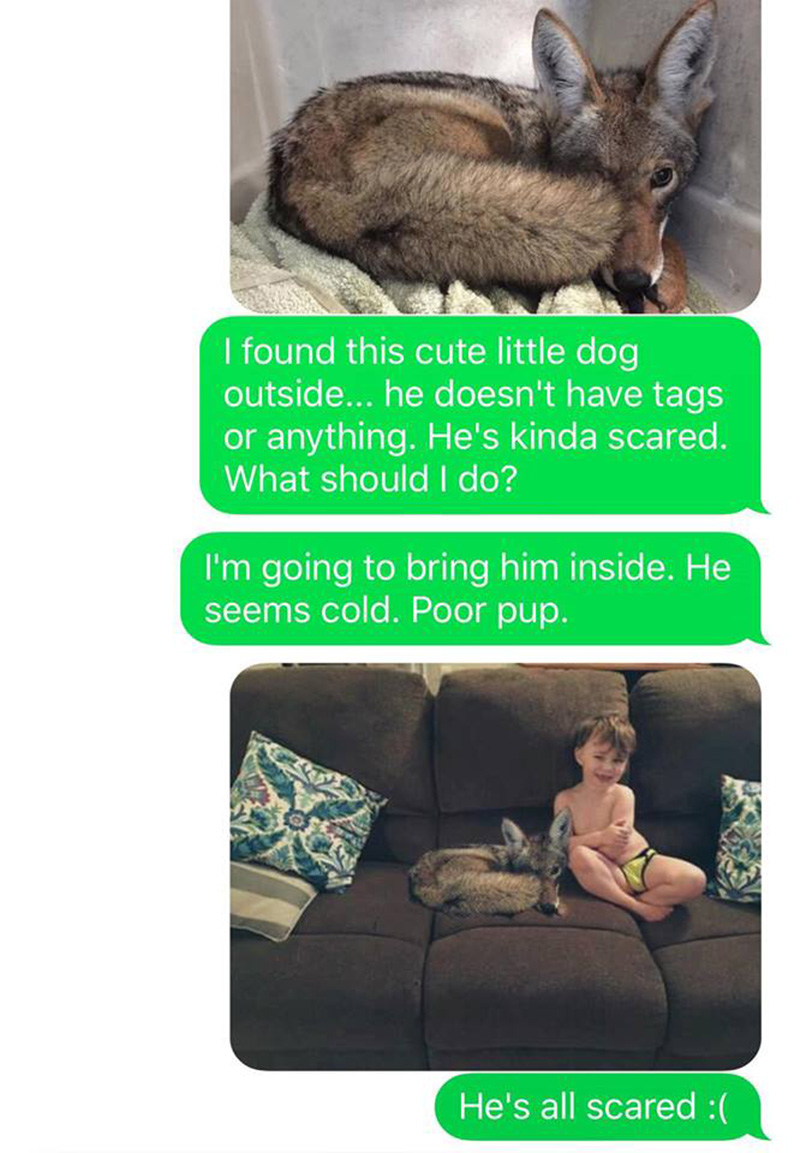 wife pranks husband coyote text messages