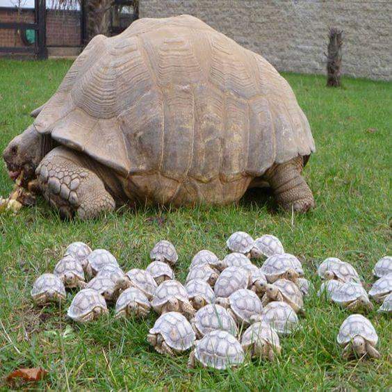 baby tortoise