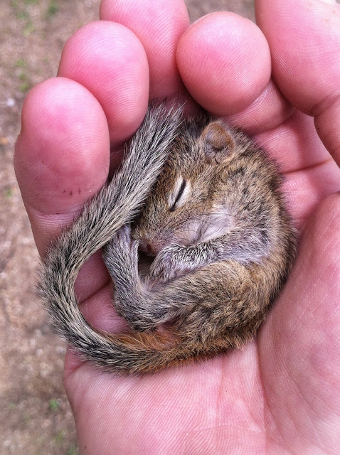 man rescues baby squirrel