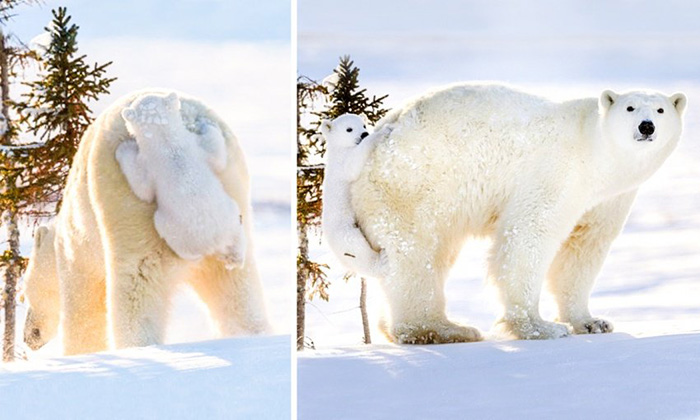 has anyone see my baby polar bear