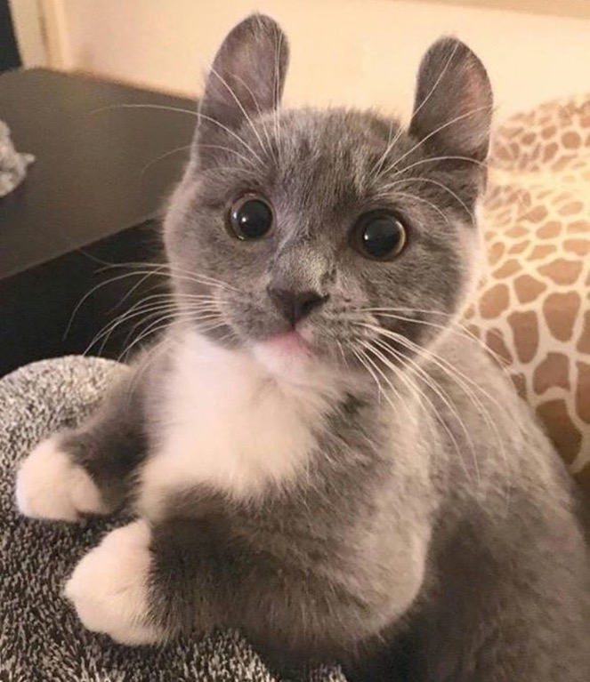 cat long ears bunny cat