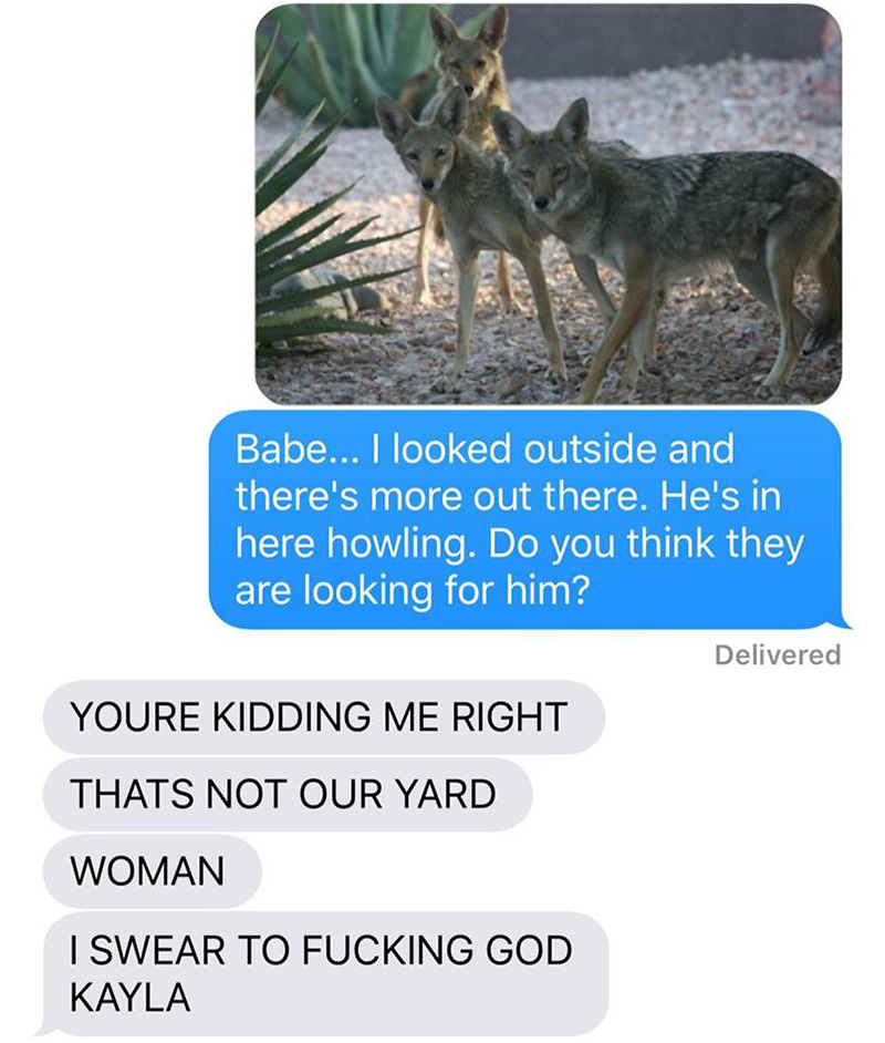 wife pranks husband coyote text messages