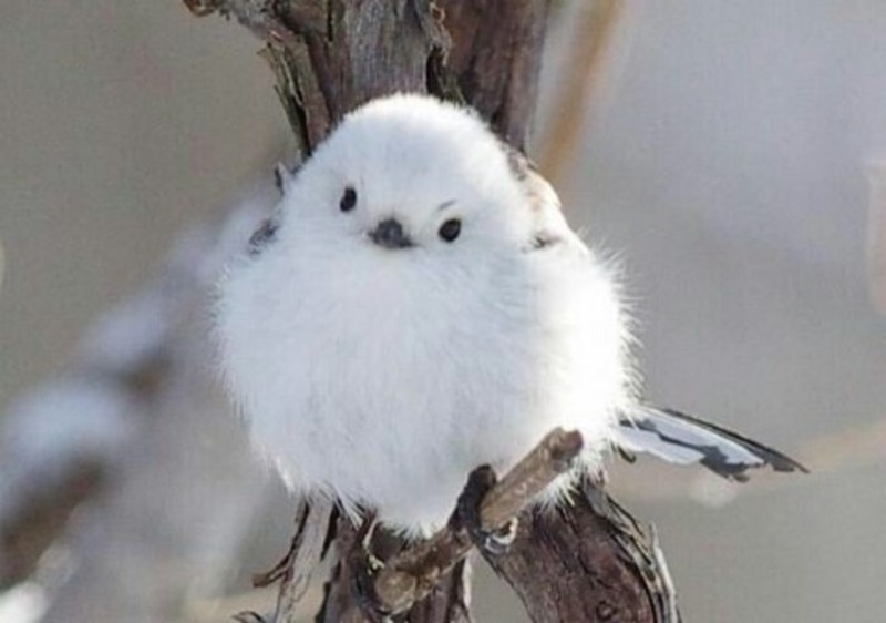 Korean crow-tit cutest bird ever