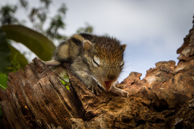 man rescues baby squirrel