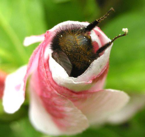 bumble bee butt