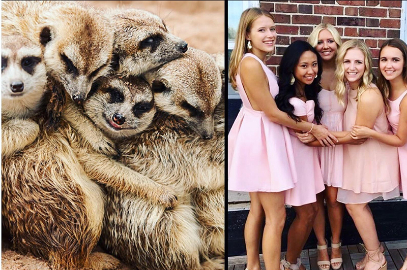 sorority sisters meerkats pose funny pictures