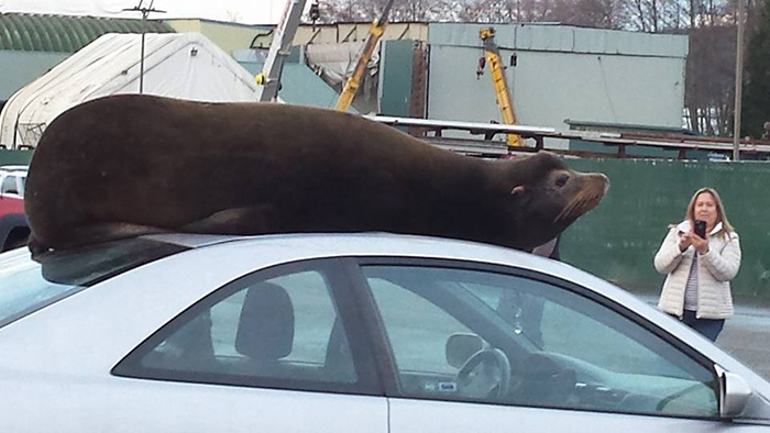 sea lion naps on car