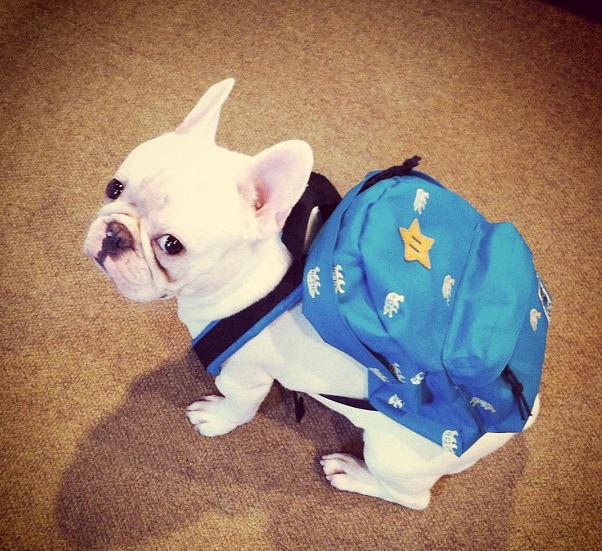 Here's Some Photos Of Animals Wearing Backpacks