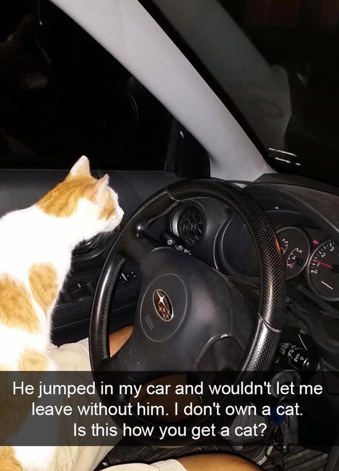 funny cat snapchats