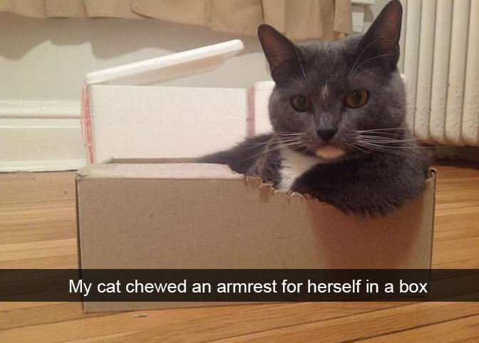 funny cat snapchats