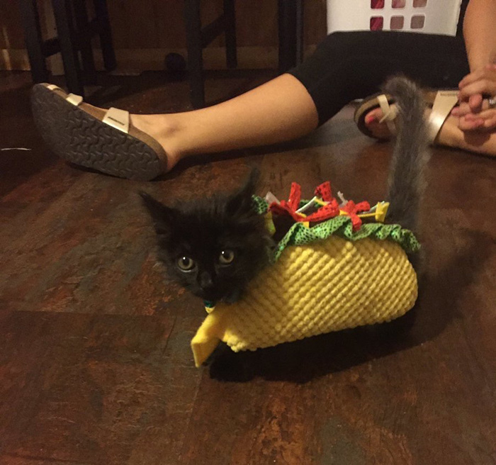 taco cat plushie