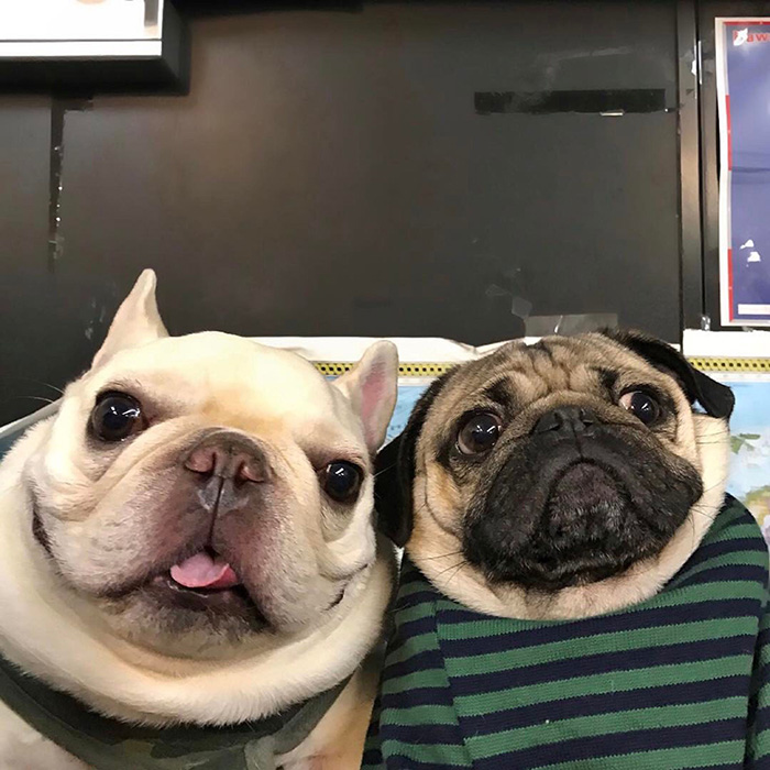 parents try facetime first time pugs