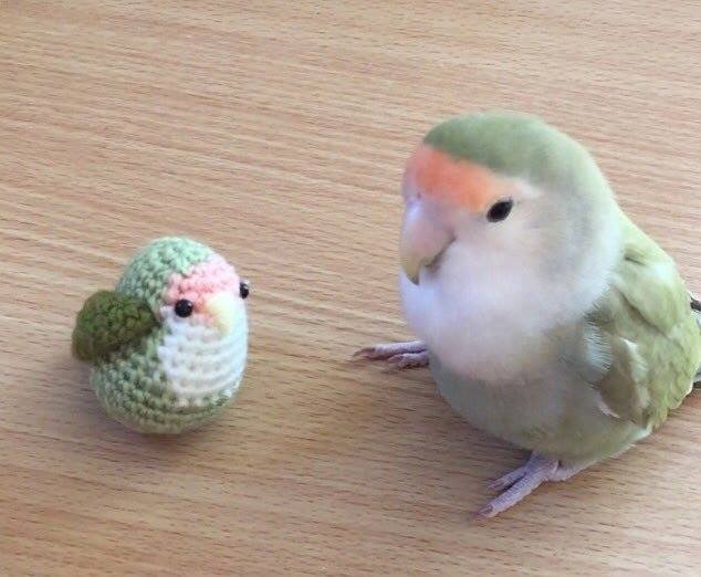 Two cute little birds