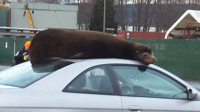 sea lion naps on car