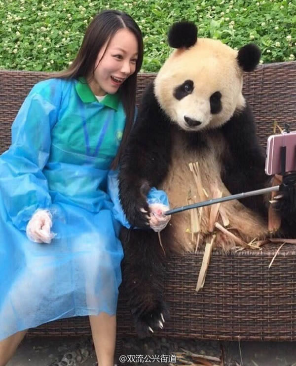 giant panda selfies