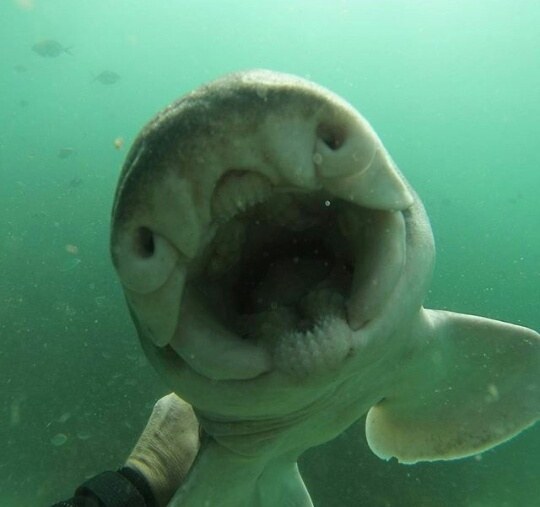 shark cuddles with diver