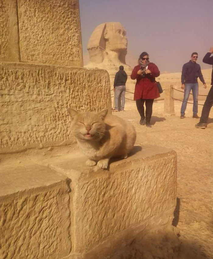Look at me. Im the Sphinx meow