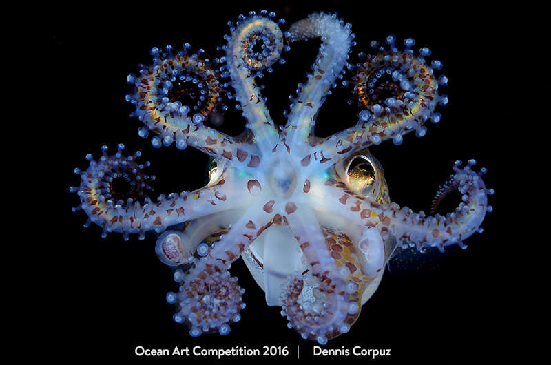 ocean underwater photography awards 2017