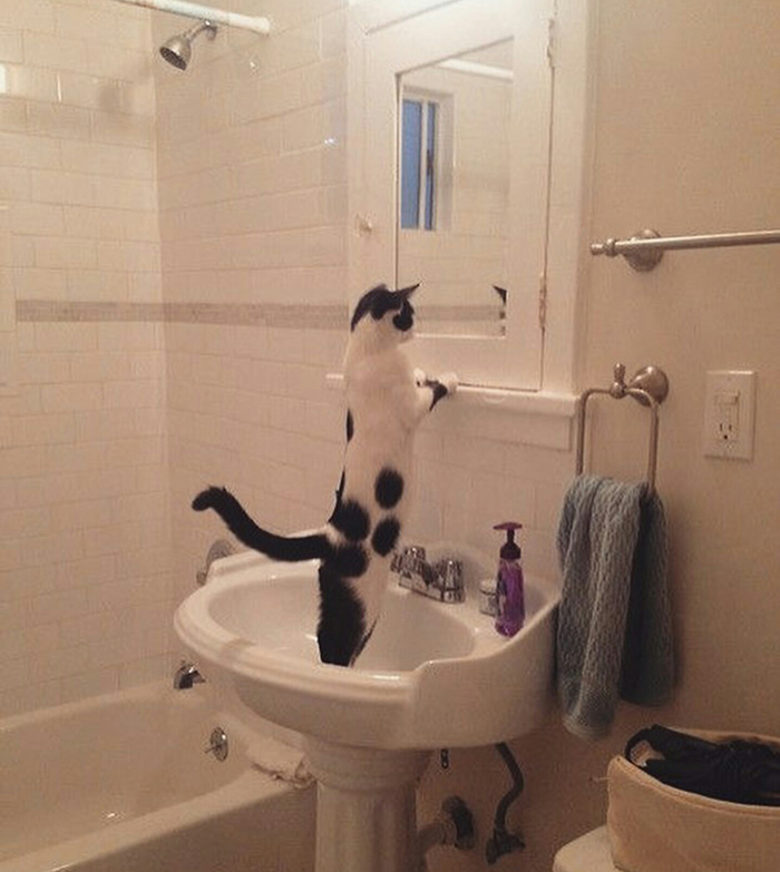 cat mirror funny
