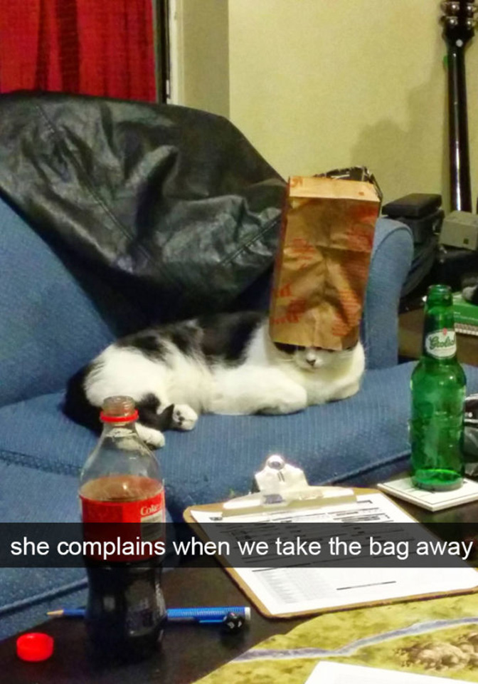 funny cat snapchats