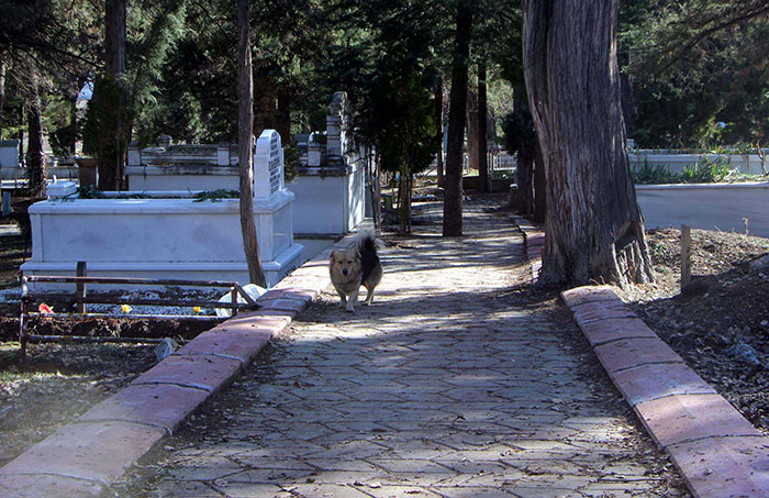 dog visits owners grave every day
