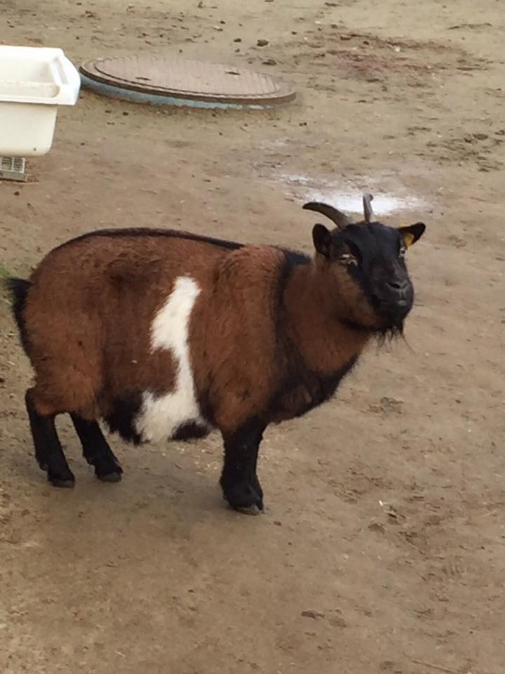 a really fat goat