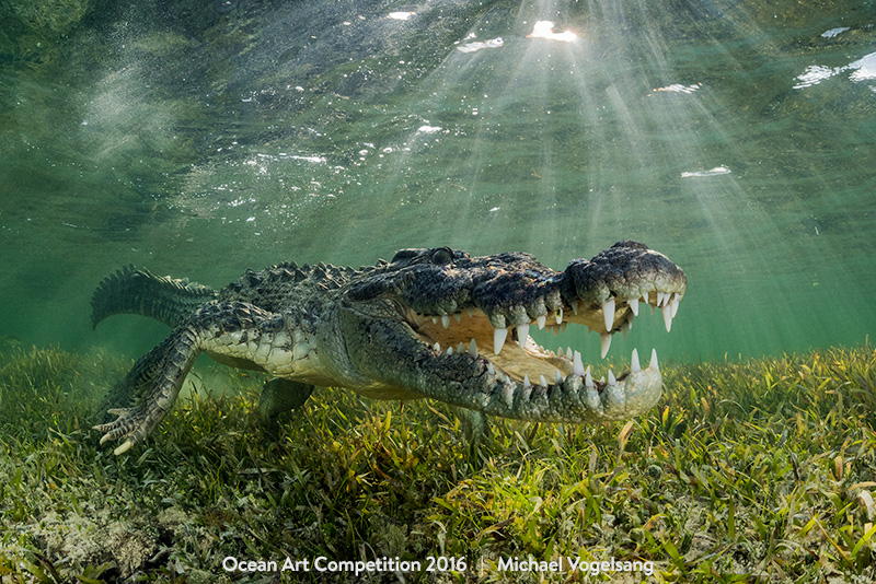 ocean underwater photography awards 2017