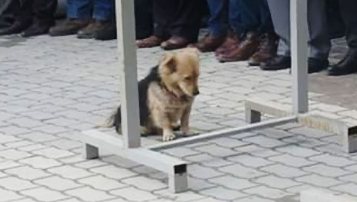 dog visits owners grave every day